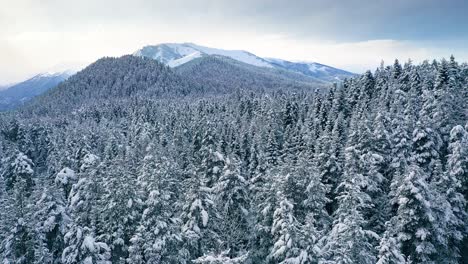 beautiful snow scene forest in winter. flying over of pine trees covered with snow.