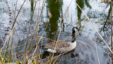 Un-Primer-Plano-De-Un-Curioso-Ganso-Canadiense-Nadando-A-Lo-Largo-De-La-Orilla-Del-Pequeño-Río-Thetford,-Las-Aves-Pierden-Interés-Girando-Y-Nadando-En-Norfolk,-Inglaterra