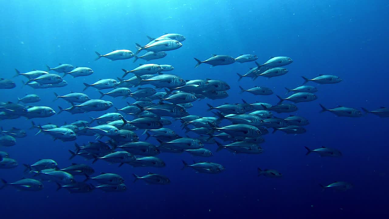 물을 통해 빛나는 햇빛과 함께 과거를 수영하는 트레발리 학교
