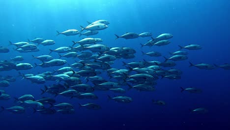 Escuela-De-Jureles-Nadando-Con-Rayos-De-Sol-Brillando-A-Través-Del-Agua