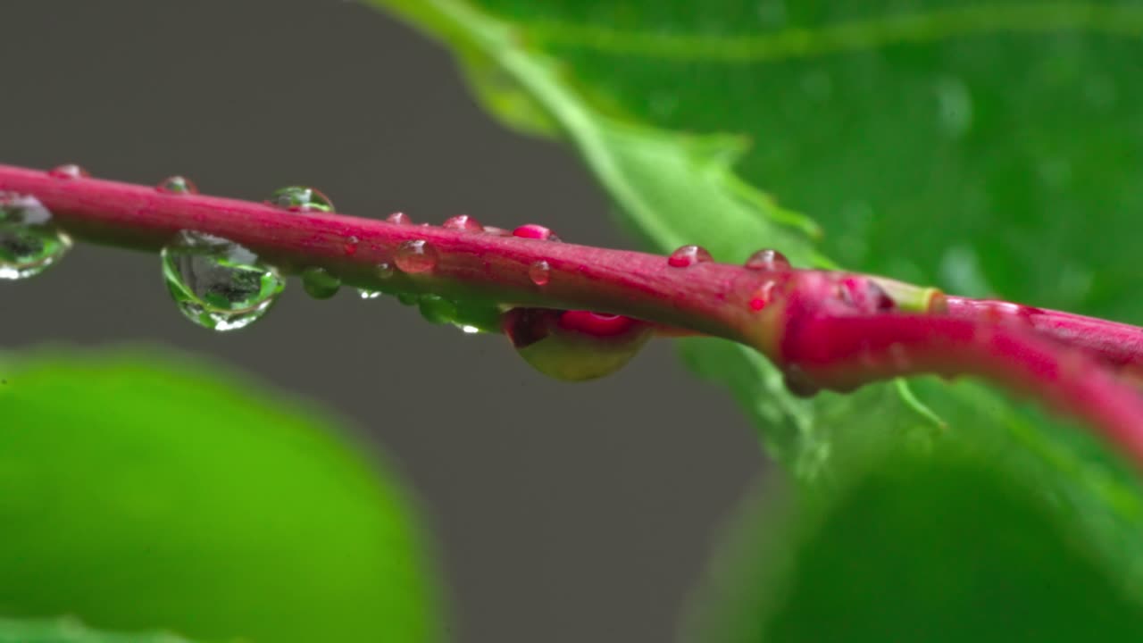 Water drops collect on a red stem with green leaves in soft light
