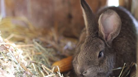 big gray rabbit in cage slow motion