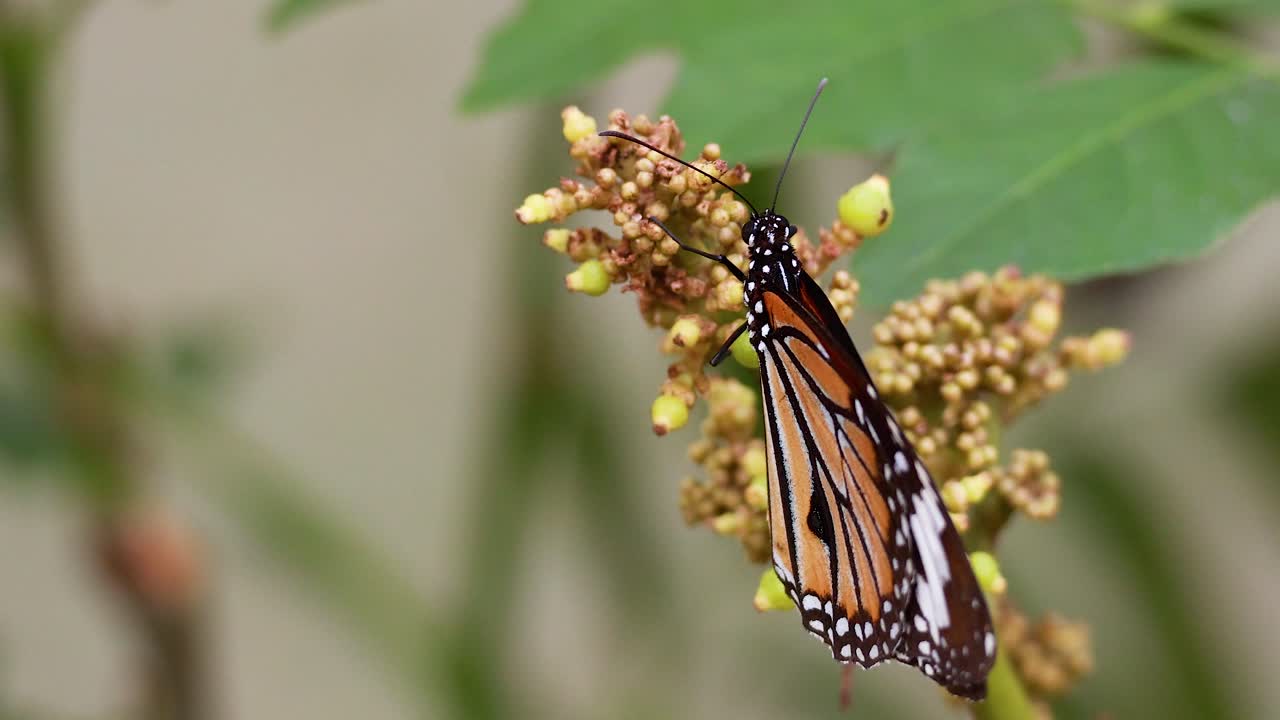 mariposa alimentándose de flores en un parque