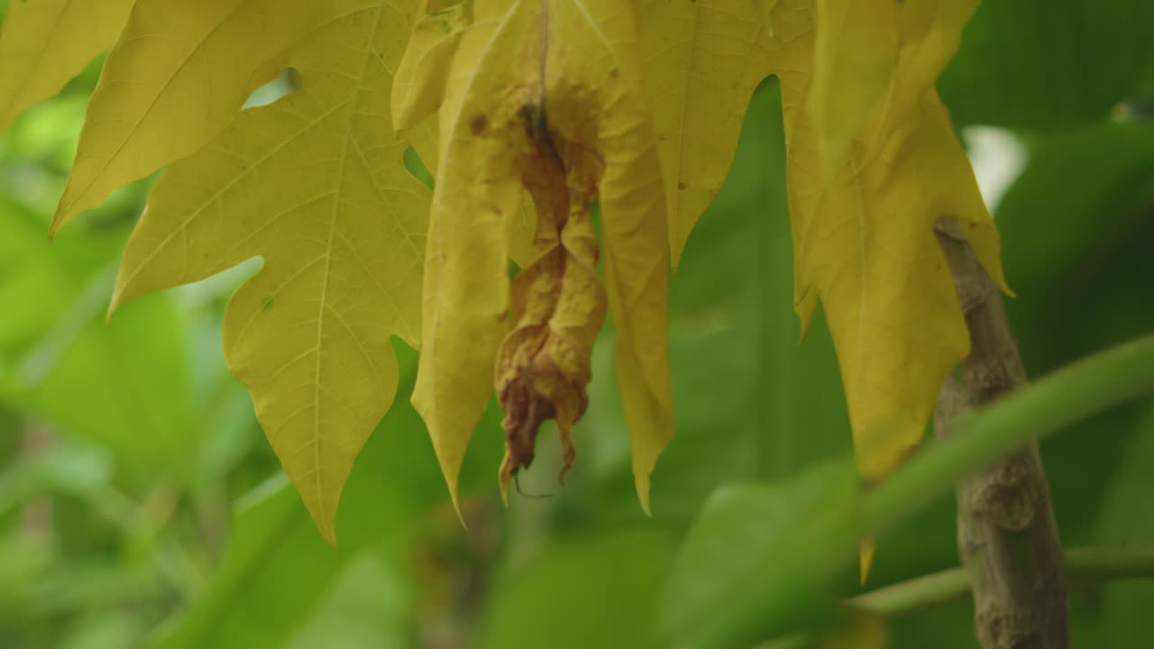 Yellow tree leaf in close-up view, with edges turning dry, signaling seasonal change