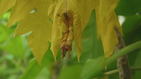 yellow tree leaf in close-up view, with edges turning dry, signaling seasonal change