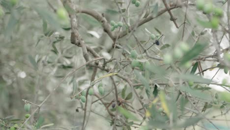 Camera-passes-through-the-branches-of-an-olive-tree