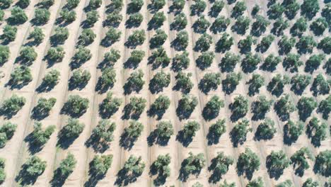 Olive-trees-orchard-on-sunny-day