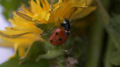 4k macro close up of ladybug beetle climbing on flower outdoors