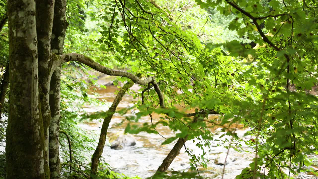 울창한 초록색과 숲 속의 흐르는 하천