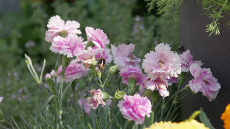 Close-up-video-of-a-Honey-Bumble-bee-collecting-pollen-from-pink-and-purple-Carnation-flowers,-on-a-sunny-summers-day