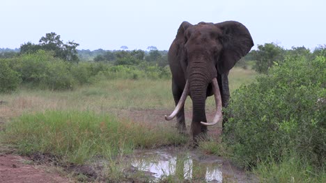 A-large-elephant-tusker-is-smelling-a-waterhole-in-the-kruger-national-park