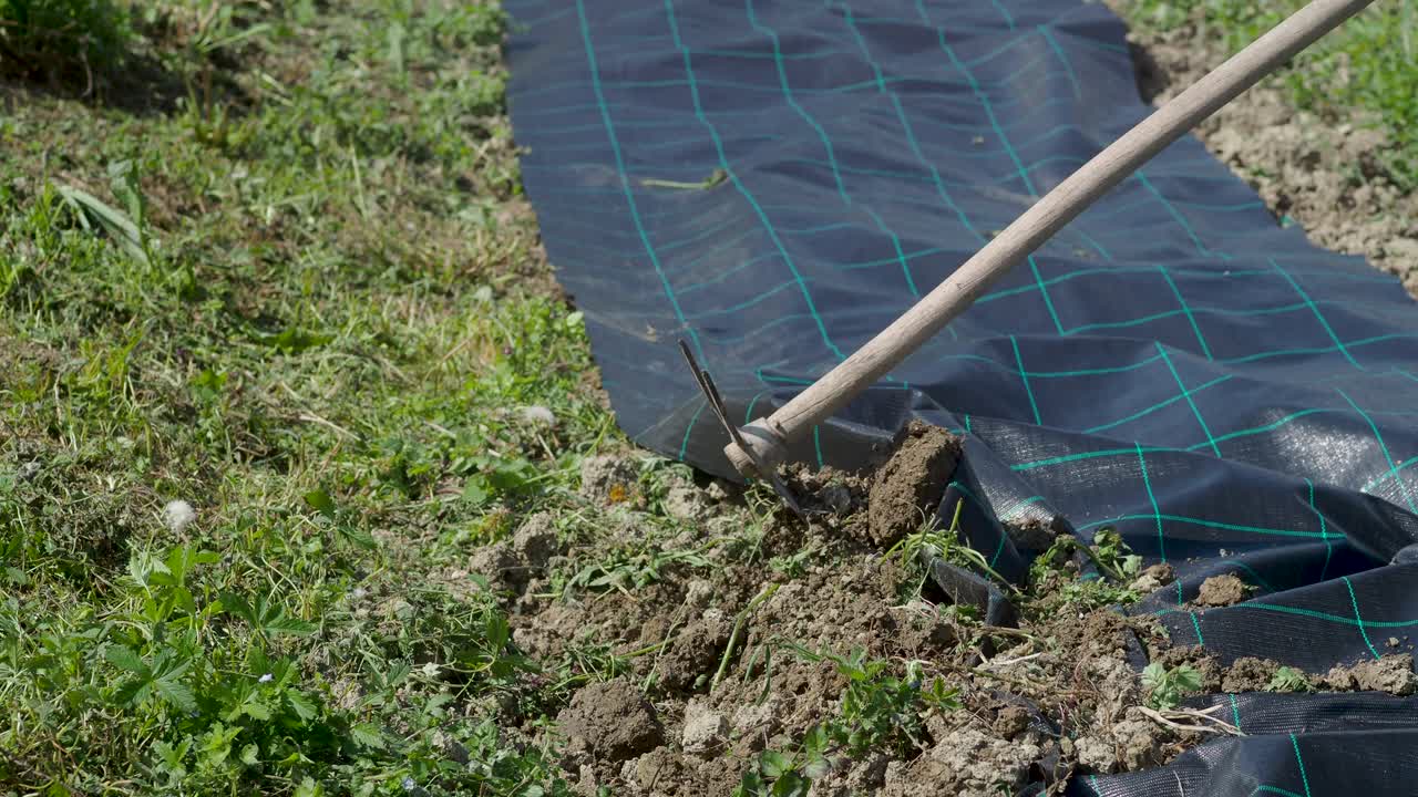 Weed control system with black plastic film. Agricultural technology. Plant covers. Weed suppressant fabric.