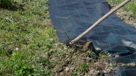 weed control system with black plastic film. agricultural technology. plant covers. weed suppressant fabric.