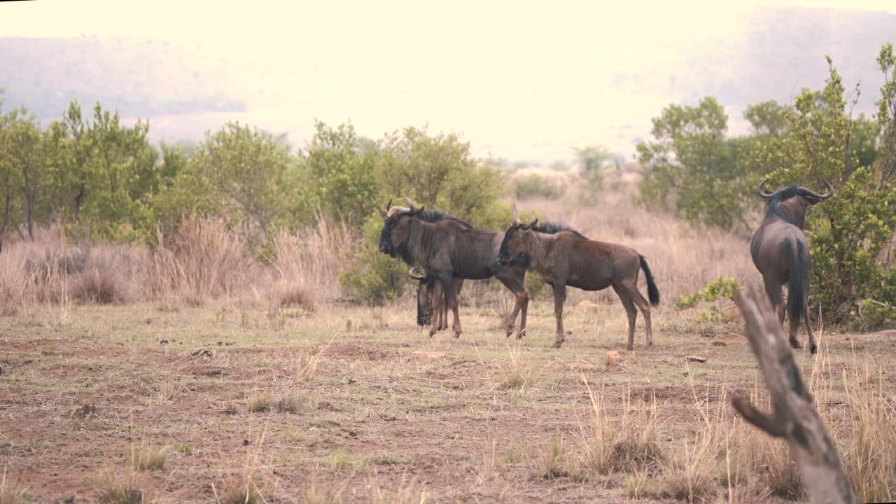Common wildebeests grazing in dry savannah grassland with bushes