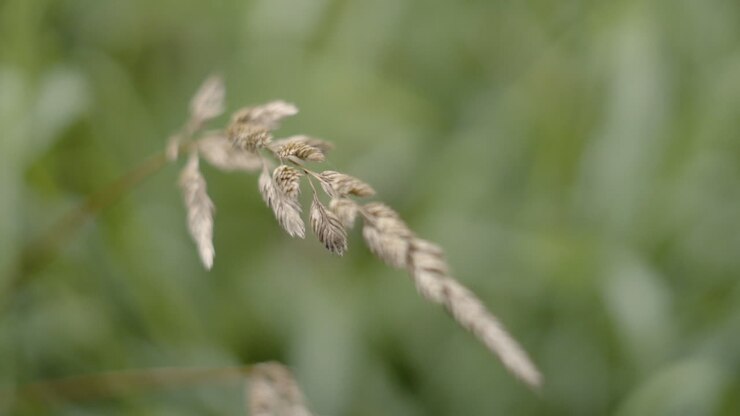 Primo piano di erba di grano ondeggiante al vento.