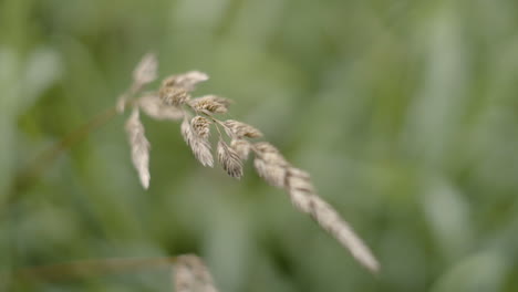 Cerrar-La-Hierba-De-Trigo-Que-Sopla-En-El-Viento