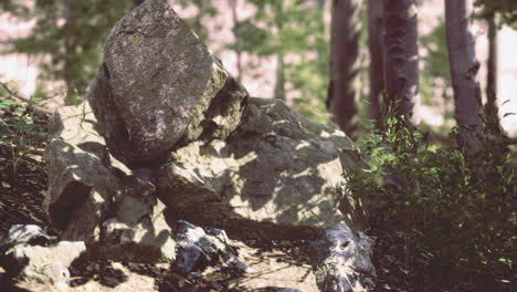 rock formation surrounded by lush greenery in a peaceful forest area