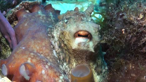 Reef-Octopus-super-close-up-eye-and-limb-with-suckers