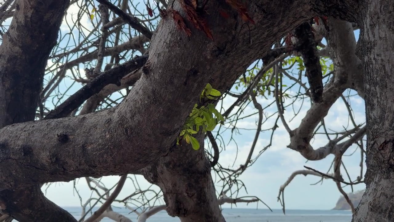Primo piano di rami d'albero che si affacciano sull'oceano