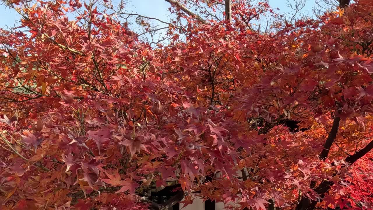 Close-up of red maple leaves basking in sunlight, showcasing their vibrant hues and intricate patterns.