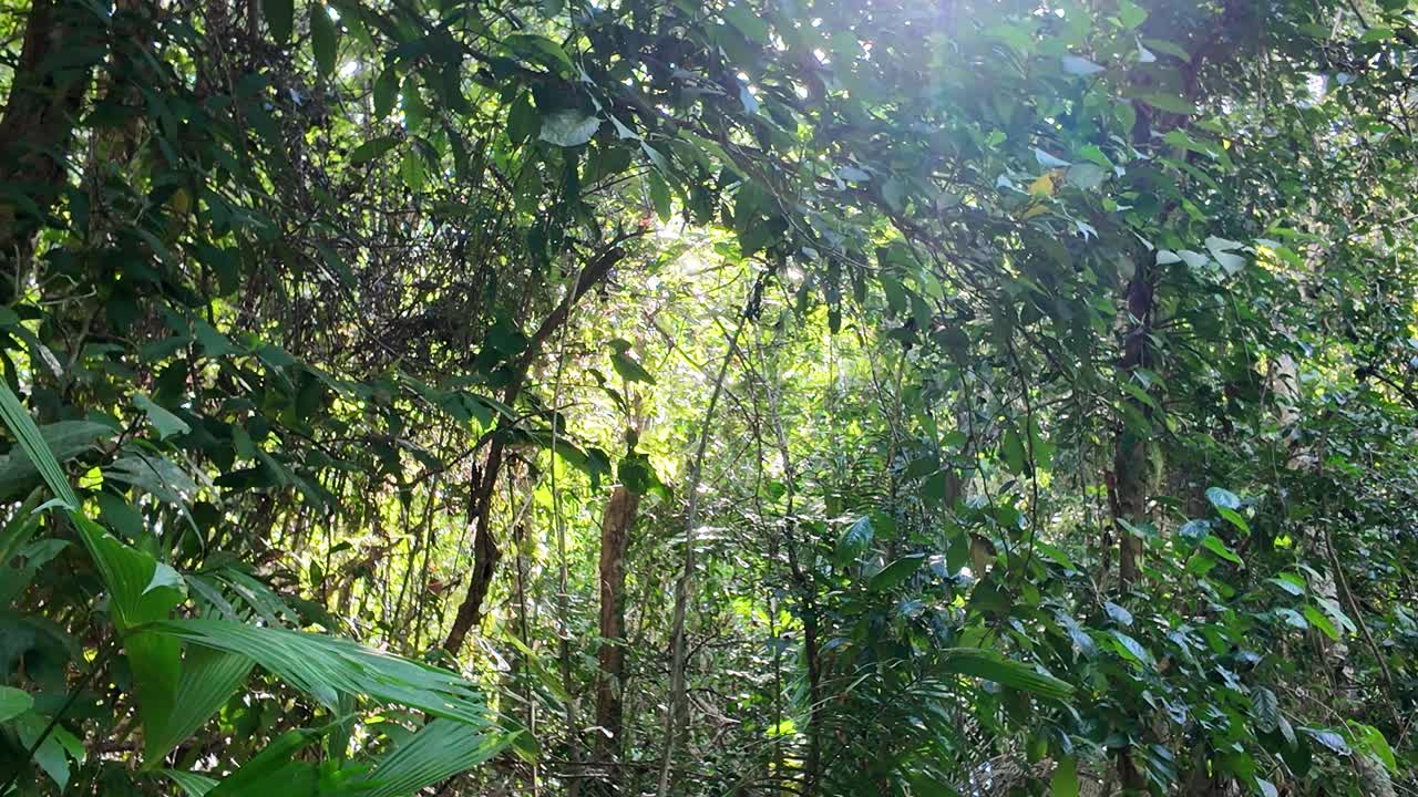 Kapusiiniapinoita Costa Rican viidakossa.
