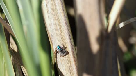 Araña-Pavo-Real