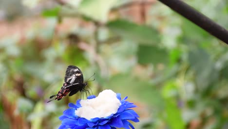 Schwarzer-Und-Orangefarbener-Schmetterling,-Der-Auf-Einer-Blauen-Blume-In-Einem-Zoologischen-Park-Flattert