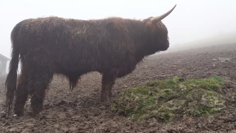 ganado escocés de las tierras altas en la niebla y el clima lluvioso mirando alrededor y comiendo de un montón de hierba verde