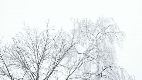 Hermoso-Abedul-Congelado-Sin-Hojas-Durante-El-Día-De-Invierno,-Cielo-Blanco-Nublado