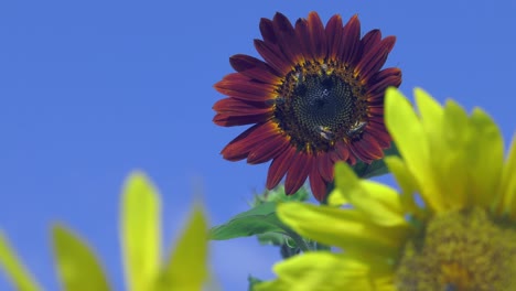 colorful sunflowers against blue sky with many bees collecting nectar and pollinating, rural beauty in nature