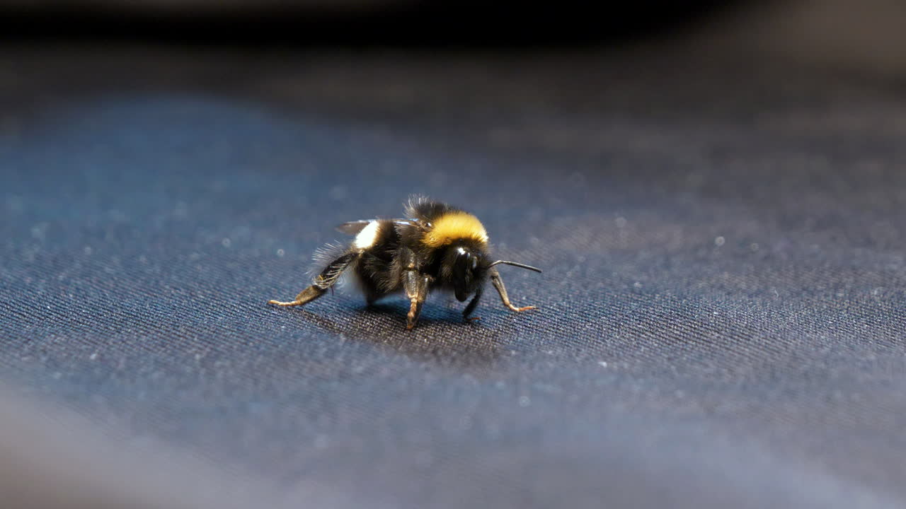 primer plano de abejorro sobre tela de textura negra, alejar