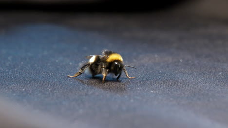 Close-shot-of-Bumble-bee-on-black-texture-fabric,-zoom-out