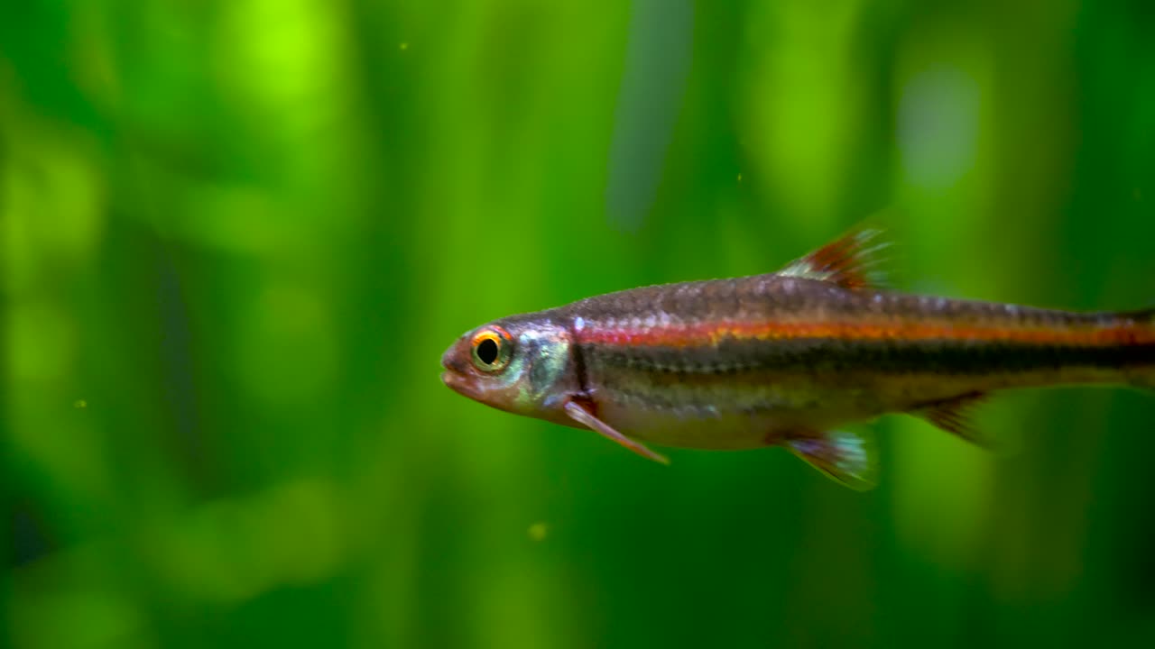 Macro shot with a rainbow shiner fish on a green blurred background underwater