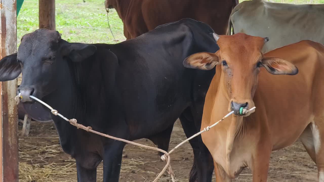 Cows Tied in a Barn