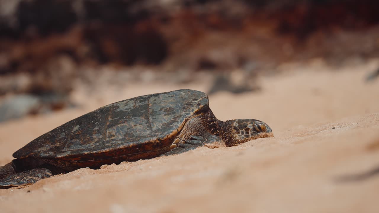 Sea turtle rests peacefully on sandy beach, telephoto slow motion static