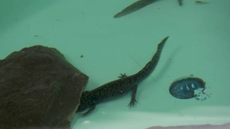 Axolotl-swimming-in-water-tank