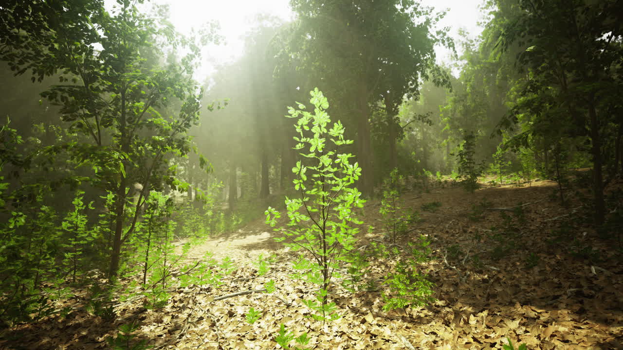 Sunlight filtering through trees in a vibrant green forest setting