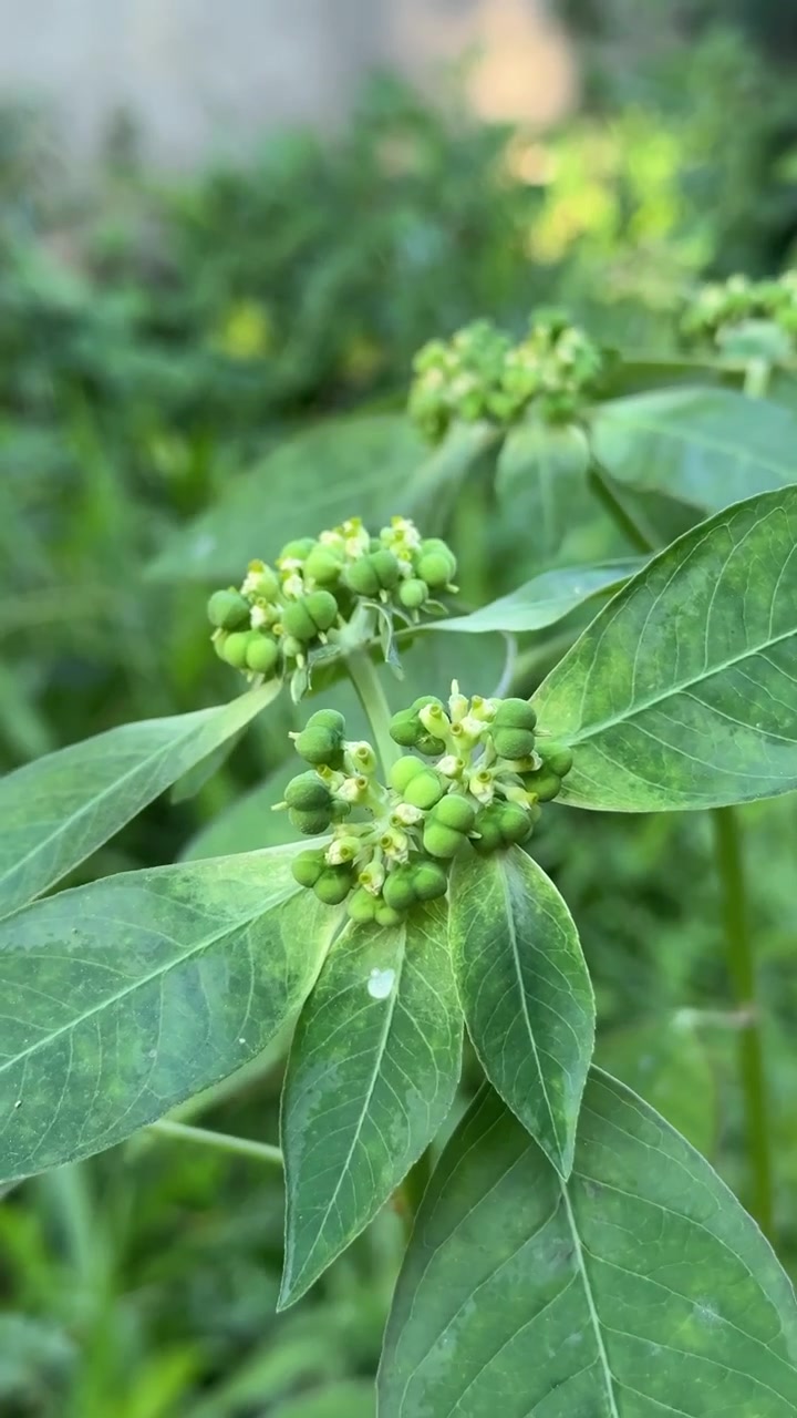 Primo piano di una pianta verde fiorita in un giardino