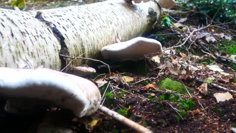 Waldwald-Polypore-Wilde-Pilzpilze,-Die-Auf-Gefallenem-Baumstamm-Der-Weißen-Birke-Unten-Rechts-Wachsen