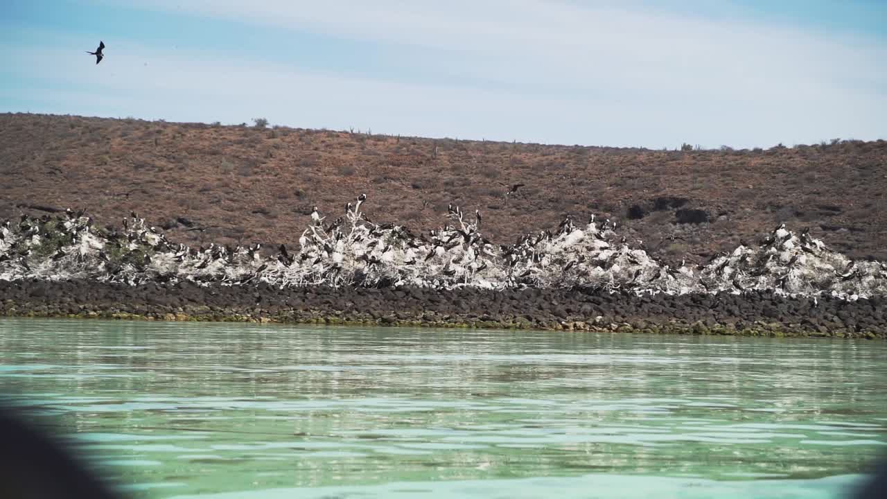 A flock of Frigatebird birds nest on Isla Espiritu Santo island near La Paz Mexico