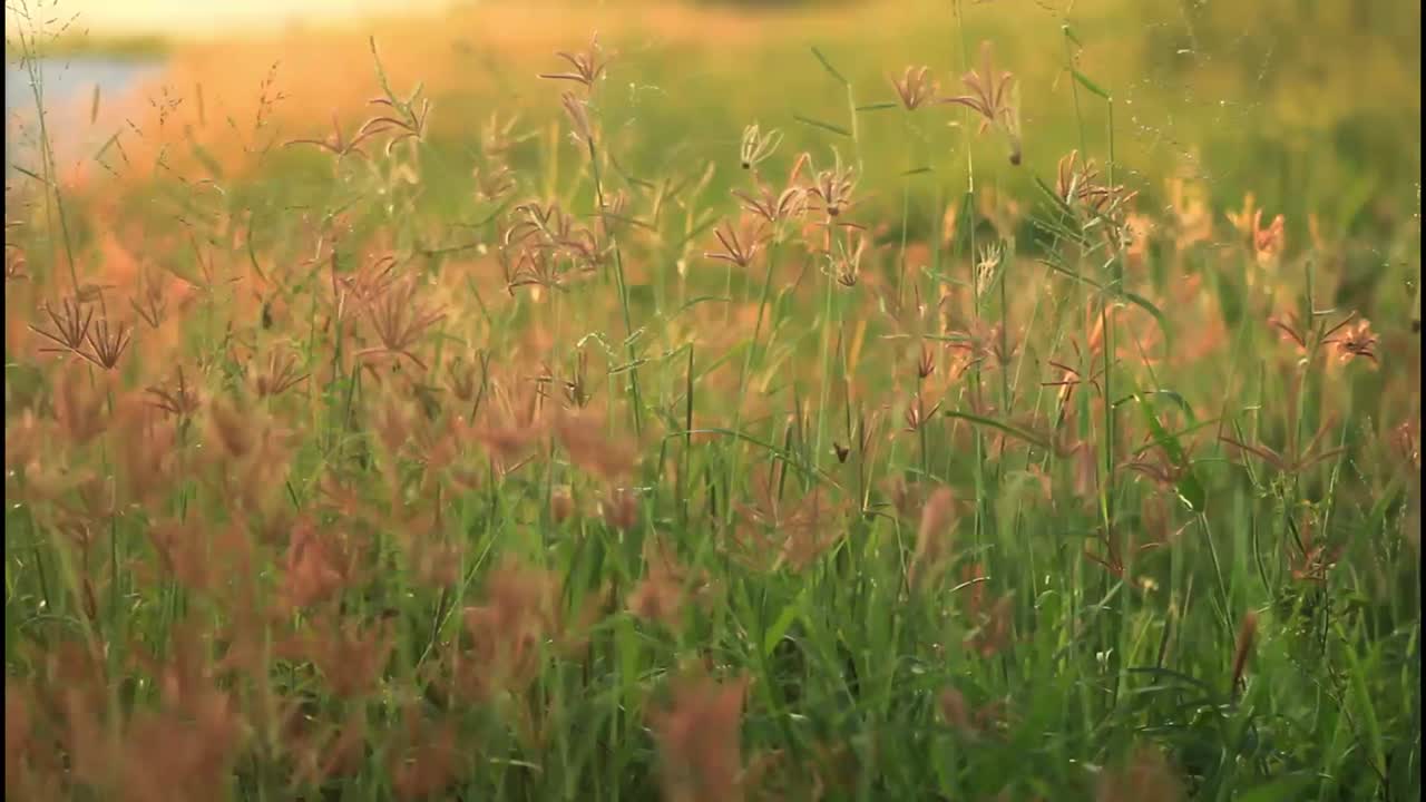 prado de la hora dorada