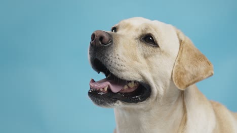 el retrato del perro labrador