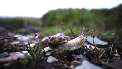 slow snail enjoys outdoors after rainy day