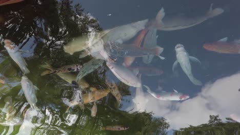 very rear fish in bali indonesia temple filming in the pool peoples are feeding them