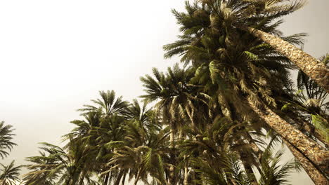 underside of the coconuts tree with clear sky and shiny sun