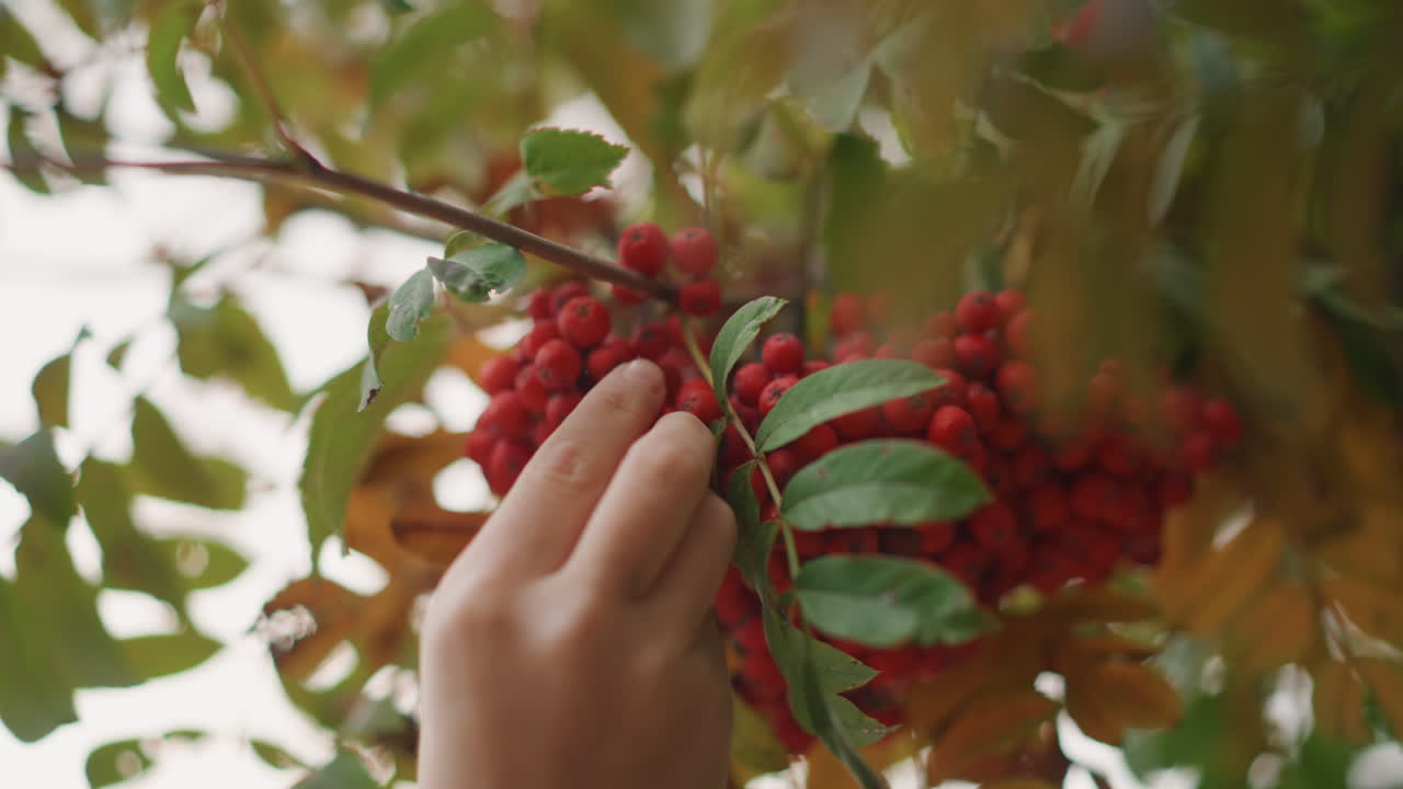 Primo piano di una mano che tocca bacche rosse di sorbo, morbida retroilluminazione attraverso le foglie autunnali, dita delicate che raccolgono dolcemente i grappoli, movimento lento e cinematografico, atmosfera nostalgica di raccolta, raccoglitore casalingo, erborista.
