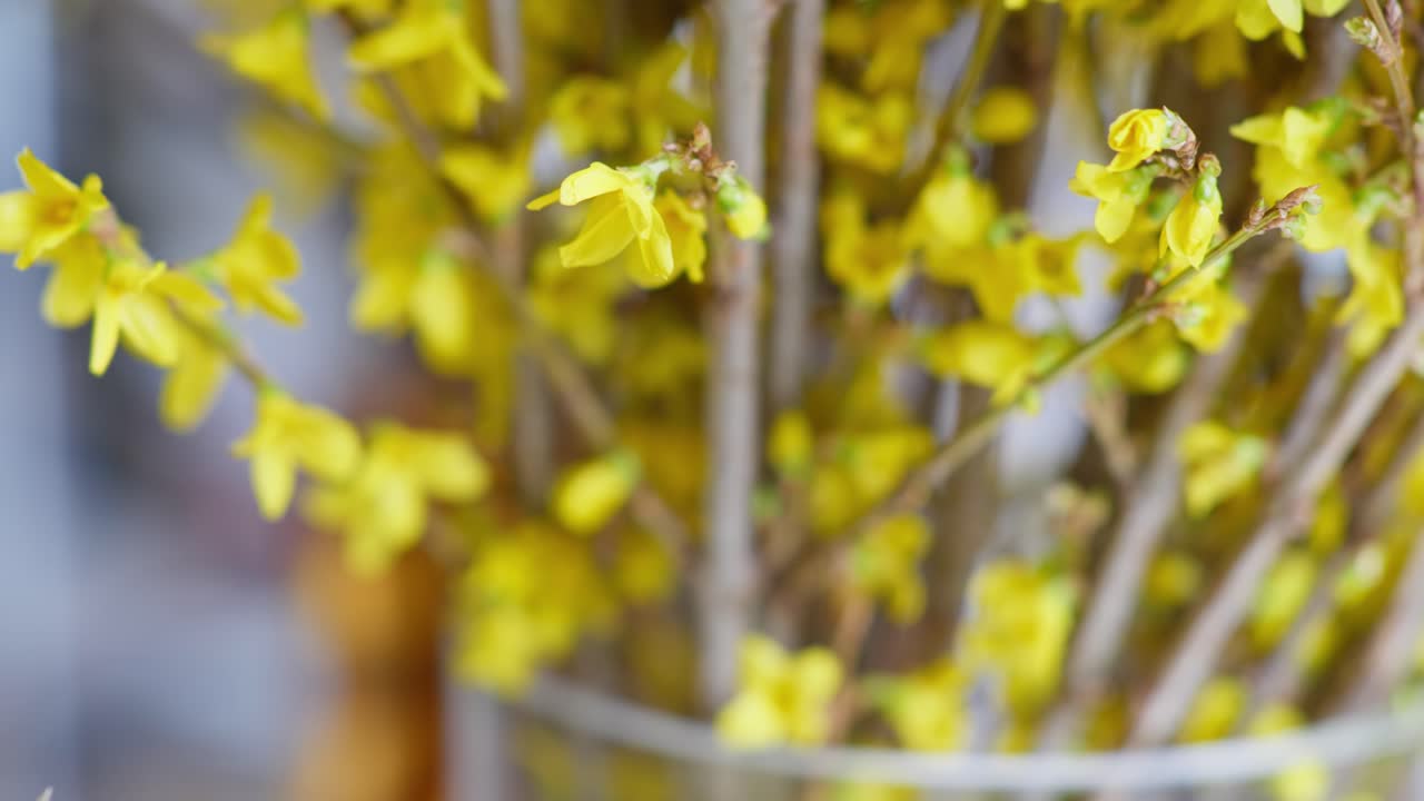 Smooth right-to-left dolly shot revealing a vibrant bouquet of yellow Forsythia branches in a bright flower shop setting