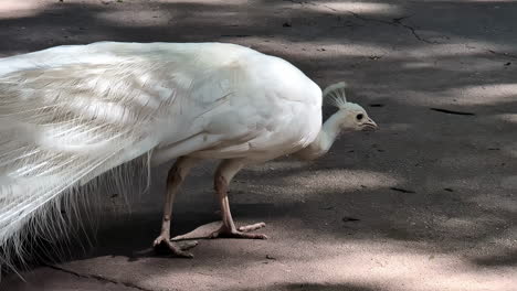 Beautiful-white-peacock-walking-over-the-street