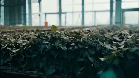 indoor farming with foliage