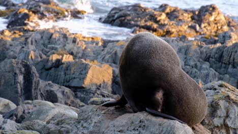 Gran-Lobo-Marino-De-Nueva-Zelanda-Sentado-En-Una-Roca-Y-Rascando-Rocas-Rojas-En-La-Costa-Sur-De-Wellington,-Nueva-Zelanda-Aotearoa